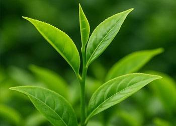 AquaSculpt Ingredient 9